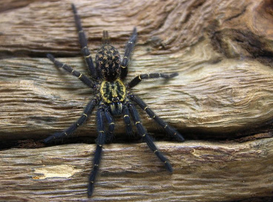 Heterothele gabonensis sub/adulta (♀️99%)