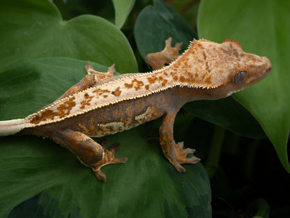 Tricolor full pinstripe (Trixie x Casper) 2024 *HOLDBACK QUALITY*