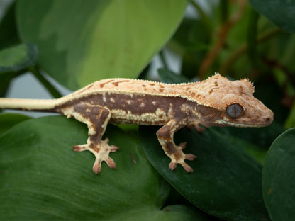 Lilly tangerine poss red (Trixie x Casper) 2025