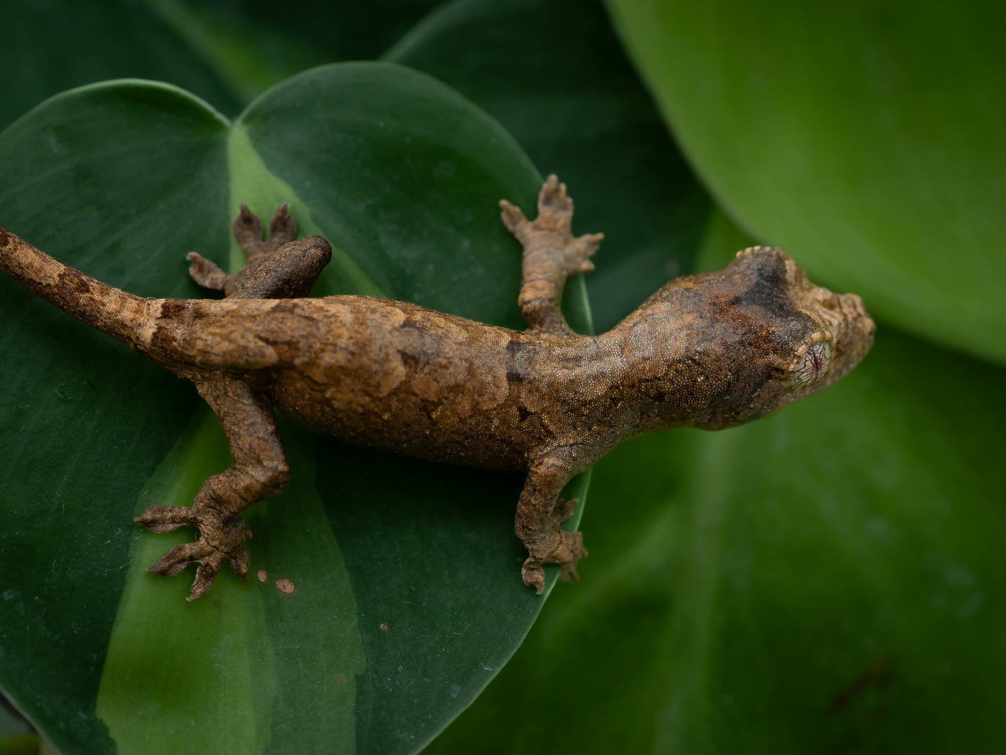 Baby Chahoua GT HIGH RED (BxC03-25)