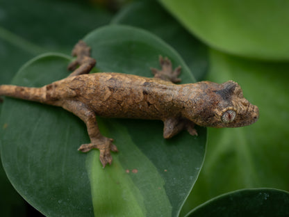 Baby Chahoua GT HIGH RED (BxC03-25)