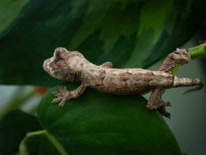 Baby Chahoua GT HIGH RED (BxC04-25) *HOLDBACK QUALITY*