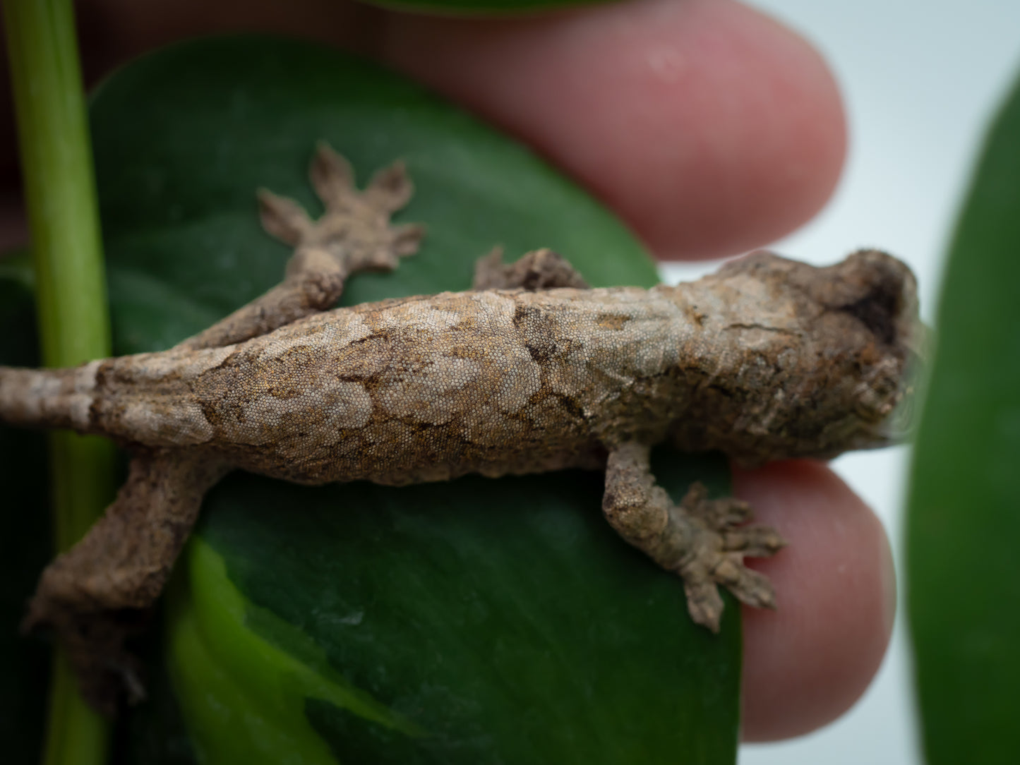 Baby Chahoua GT HIGH RED (BxC04-25) *HOLDBACK QUALITY*