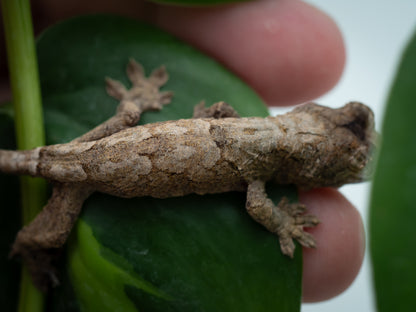 Baby Chahoua GT HIGH RED (BxC04-25) *HOLDBACK QUALITY*