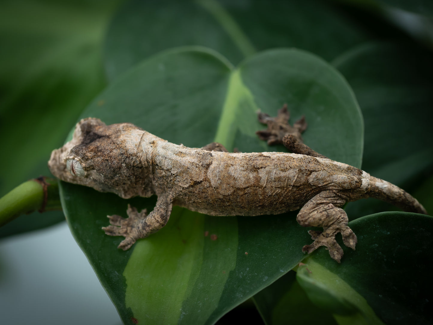 Baby Chahoua GT HIGH RED (BxC04-25) *HOLDBACK QUALITY*