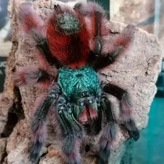 Caribena versicolor 1/2fh - su ordinazione