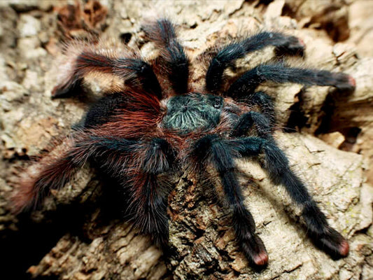 Avicularia braunshauseni 1fh - su ordinazione