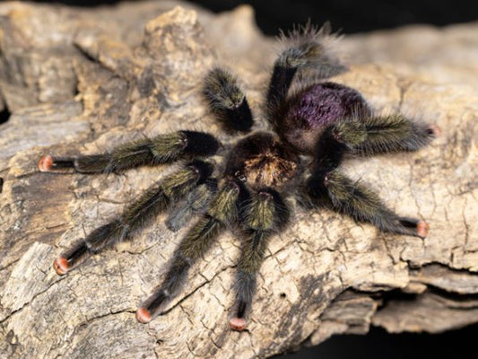 Avicularia pucallpa 1fh - su ordinazione