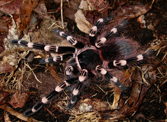 Acanthoscurria geniculata♀️ femmina 4cm bl - su ordinazione