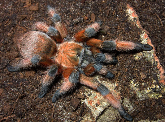 Aphonopelma moderatum 2/3fh - su ordinazione