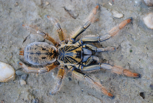 Augacephalus breyeri 1fh (RARITÁ) - su ordinazione