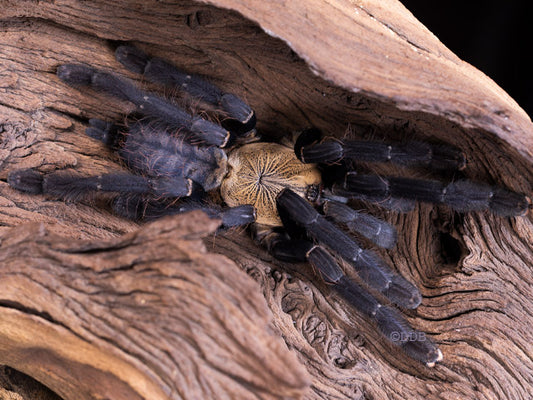 Cyriopagopus sp. Hati Hati 1/2fh - su ordinazione
