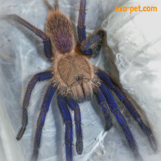 Chilobrachys sp ''South thailand blue'' 1fh  (RARITÁ) - su ordinazione