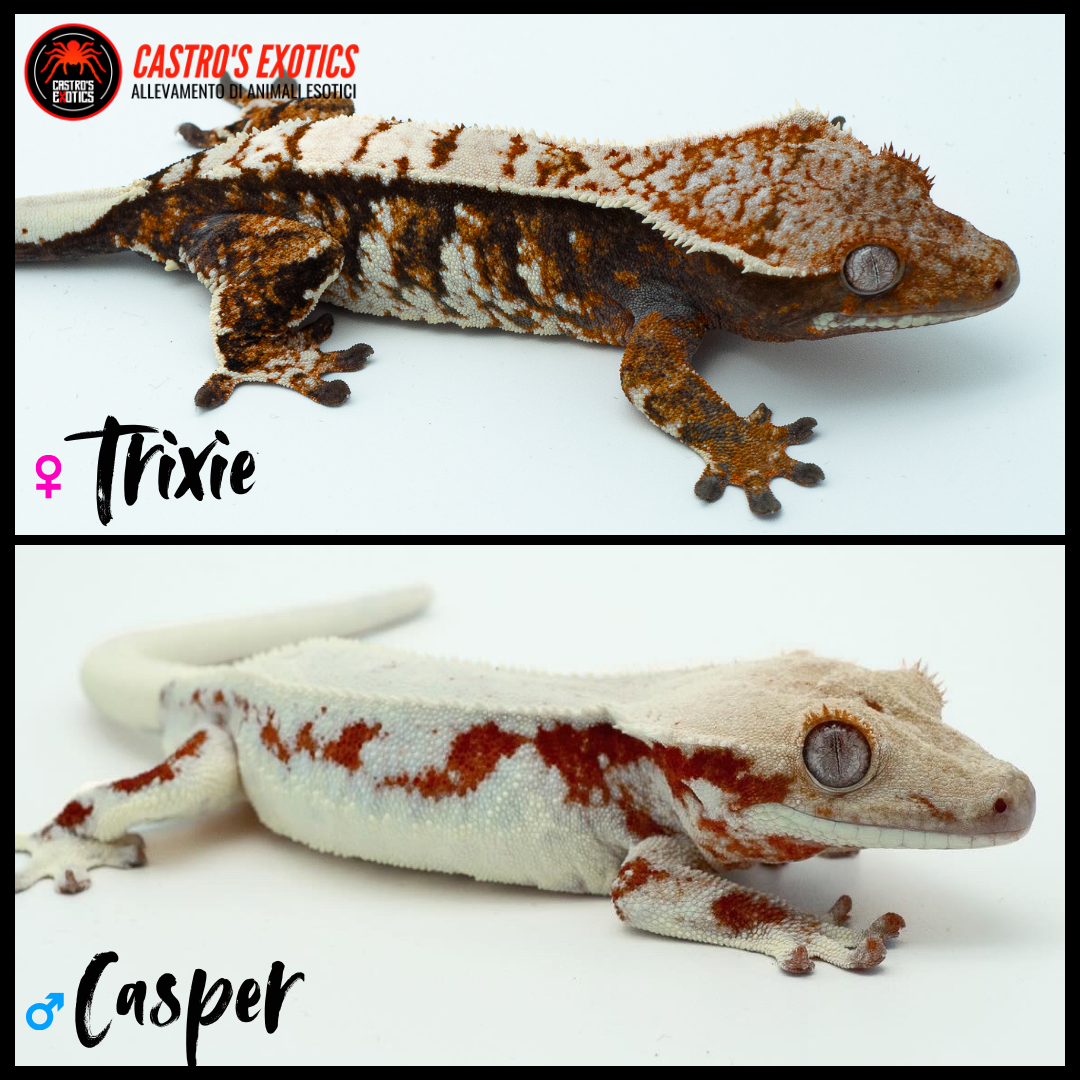 Tricolor full pinstripe (Trixie x Casper) 2024 *HOLDBACK QUALITY*