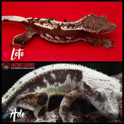 Red tricolor dalmatian (LXA06-24)