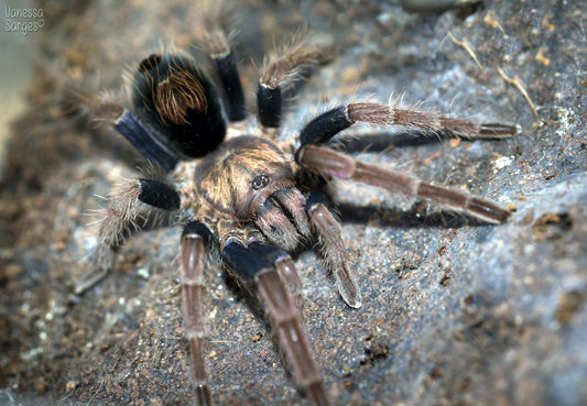 Cyriocosmus giganteus 1fh - su ordinazione