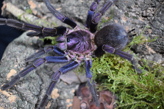 Phormictopus sp ''Dominican purple'' 1/2fh - su ordinazione