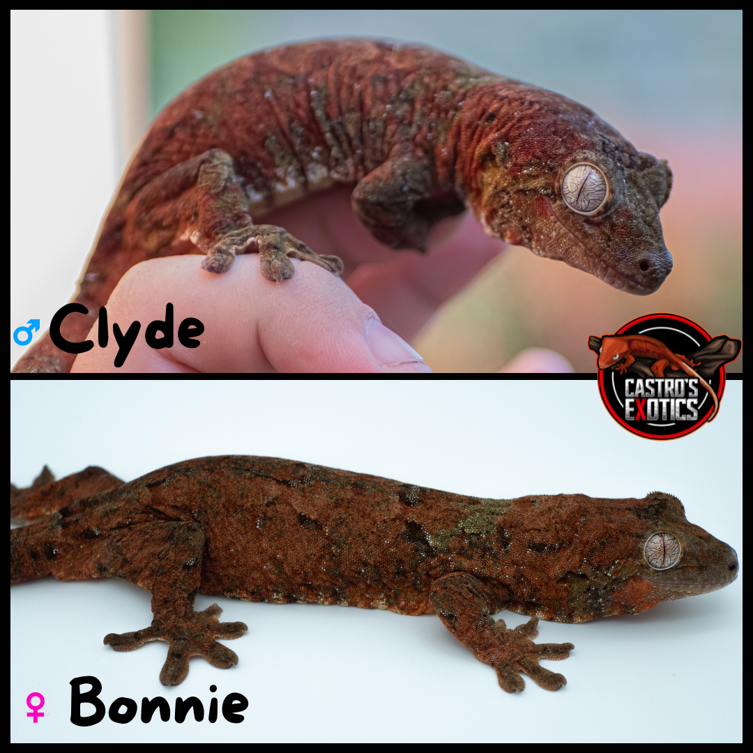 Baby Chahoua GT HIGH RED (BxC04-25) *HOLDBACK QUALITY*