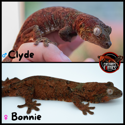 Baby Chahoua GT HIGH RED (BxC04-25) *HOLDBACK QUALITY*