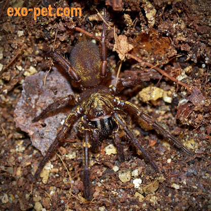 Fufius lanicius ''Gold'' 1fh (RARITÁ)