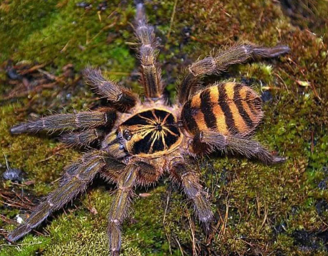 Neoholothele fasciaaurinigra 2/3fh (RARITÁ) - su ordinazione