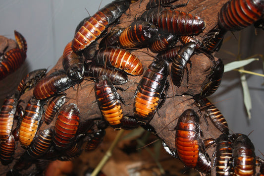 Gromphadorhina portentosa (10 esemplari mix)