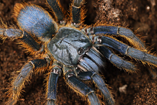Ornithoctoninae sp. ''Vietnam Silver'' 1fh (RARITÁ) - su ordinazione