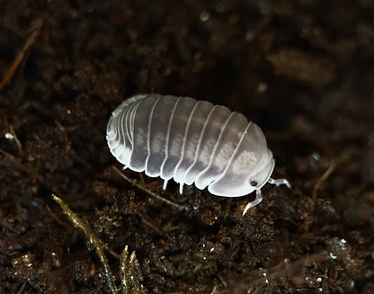 Cubaris sp. ''White Side'' (10 Esemplari) PRESTO DISPONIBILI