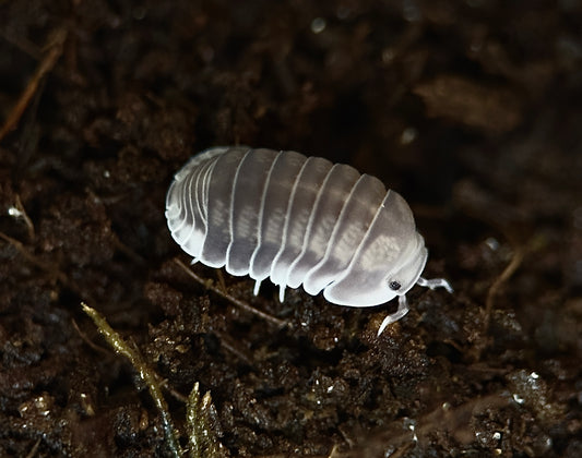 Cubaris sp. ''White Side'' (10 Esemplari) PRESTO DISPONIBILI
