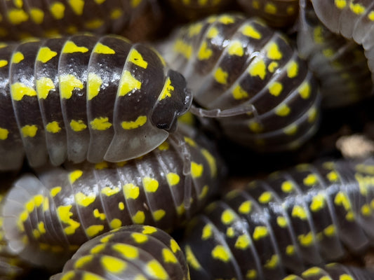 Armadillidium gestroi (12 Esemplari) PRESTO DISPONIBILI