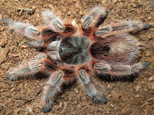 Grammostola sp. ''Maule'' 1/2fh (RARISSIMA) - su ordinazione