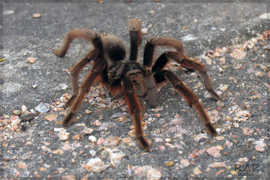 Grammostola anthracina 1fh (RARITÁ) - su ordinazione
