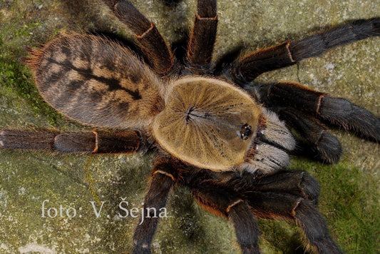 Ornithoctoninae sp. ''Nhen Dep'' 1fh - su ordinazione