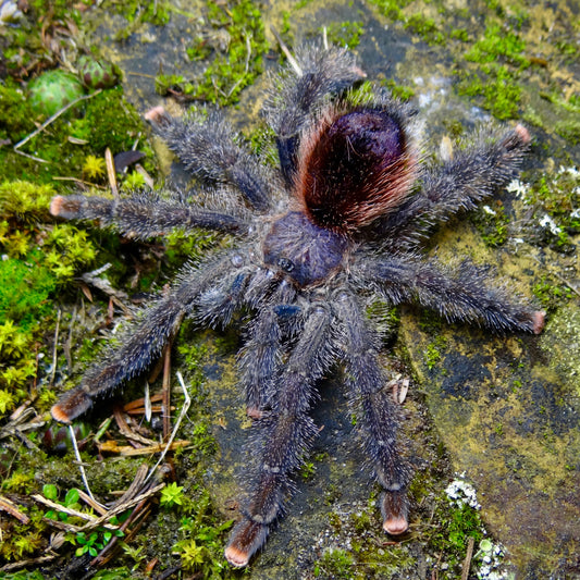 Avicularia juruensis M2 1fh - su ordinazione