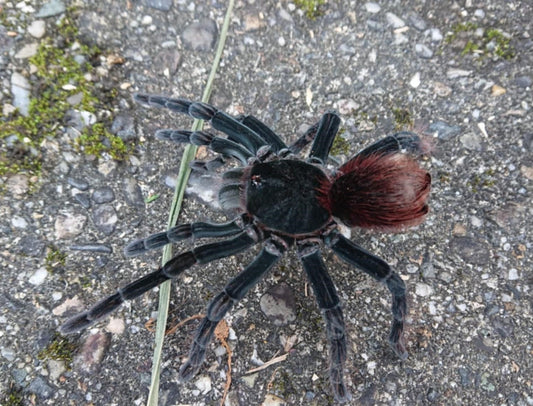 Pamphobeteus sp. ''Skis'' 1fh (RARITÁ) - su ordinazione
