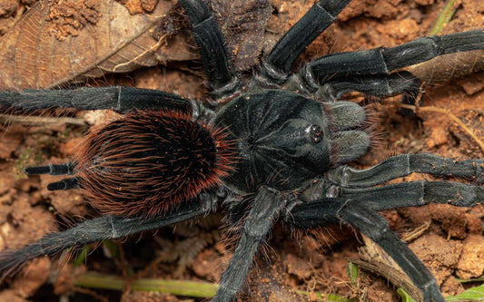 Pamphobeteus sp. ''Coca'' 1fh (RARITÁ) - su ordinazione