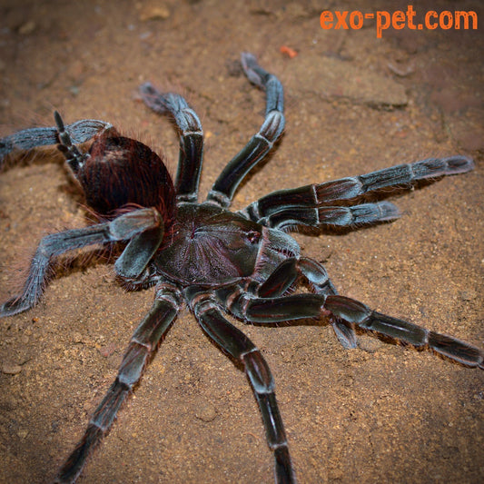 Pamphobeteus sp. ''Santo Domingo Small'' 2fh (RARITÁ) - su ordinazione