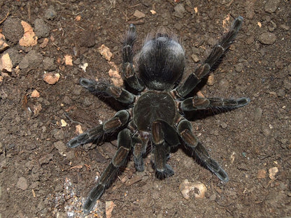Pamphobeteus sp. ''Manganegra'' 1fh - su ordinazione