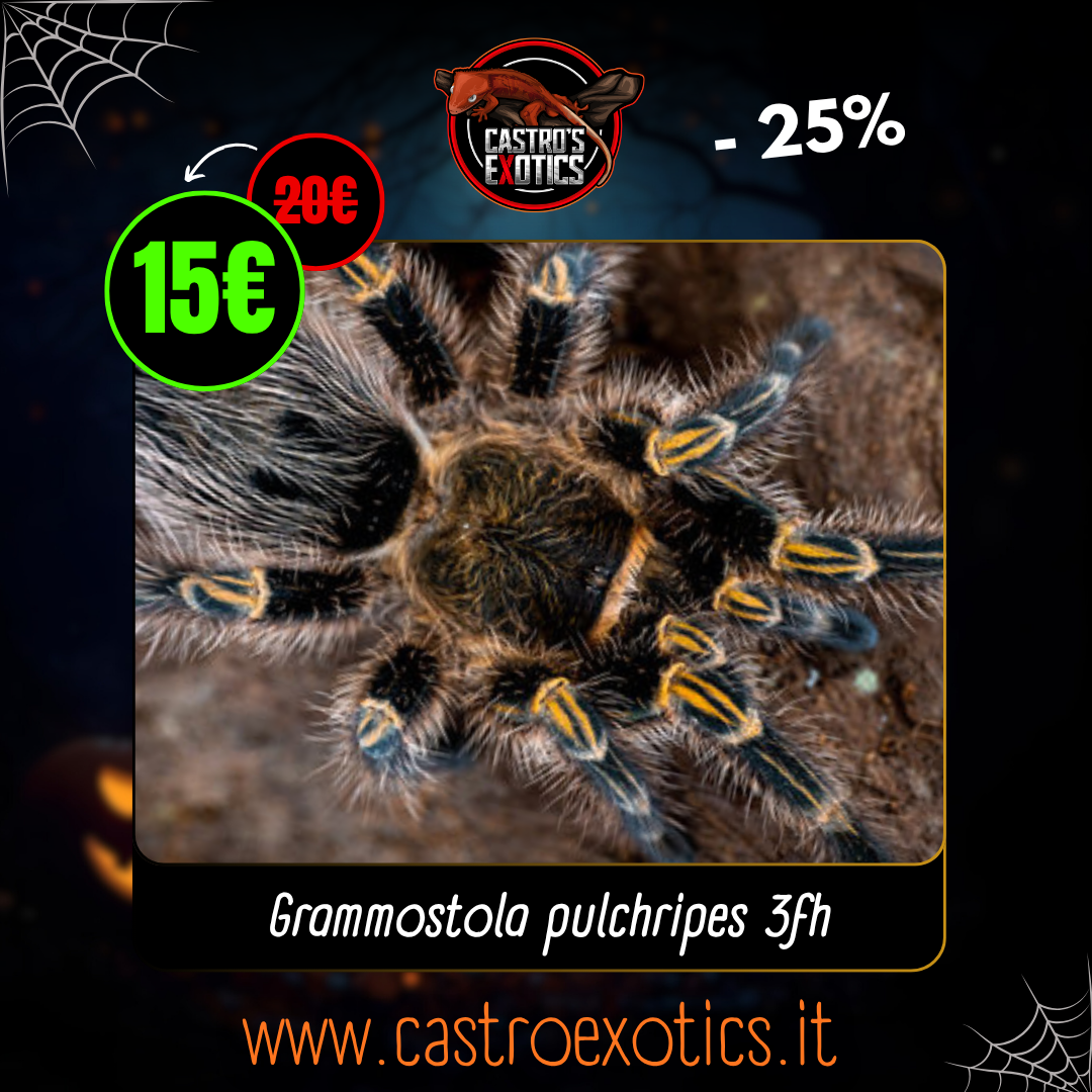 Grammostola pulchripes 3fh