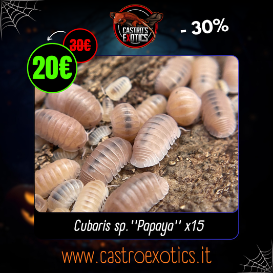 Cubaris murina ''Papaya'' (15 Esemplari)