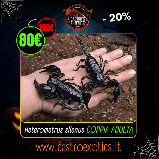 Heterometrus silenus COPPIA ADULTA CB