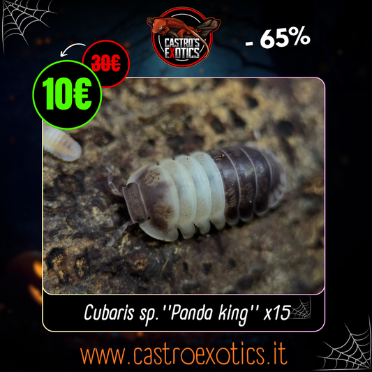 Cubaris sp. ''Panda King'' (15 Esemplari)