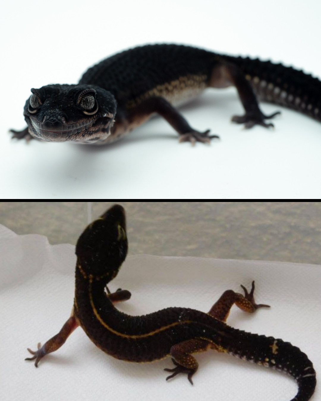 Black night female 2025