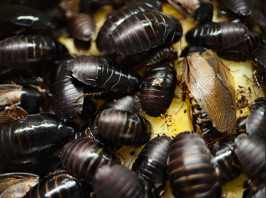 Pycnoscelus surinamensis (15 Esemplari taglia mix)