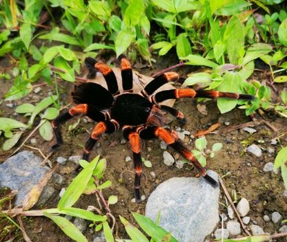 Megaphobema mesomelas 1fh (RARITÁ) - su ordinazione