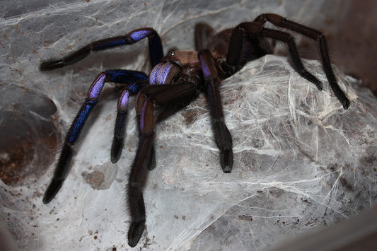 Chilobrachys natanicharum 1fh - su ordinazione