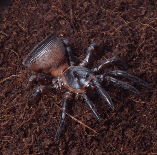 Cyclocosmia lannaensis 3/4fh (Trapdoor Oreo spider) (RARITÁ) - su ordinazione