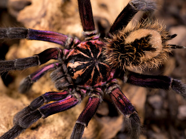 Xenesthis immanis♂️ Maschio giovane - su ordinazione
