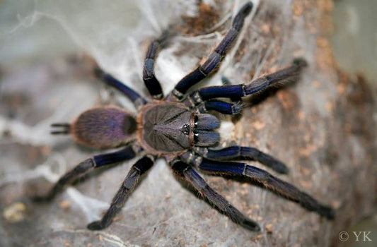 Chilobrachys sp. aladdin 1fh (RARITÁ) - su ordinazione
