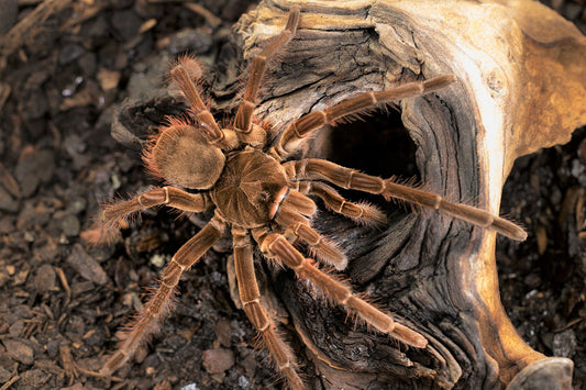 Theraphosa apophysis 1/2 fh - su ordinazione